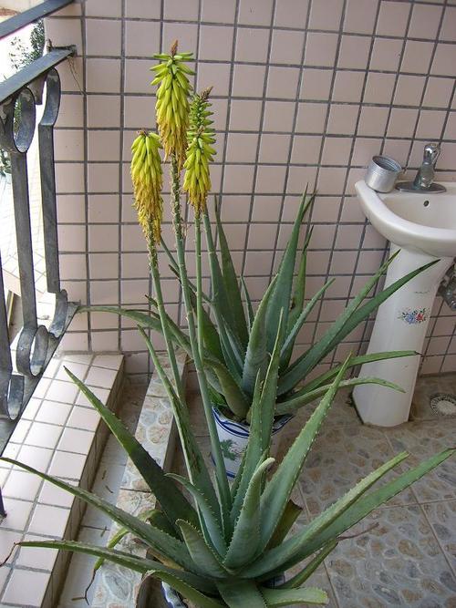 我家的芦荟开花了