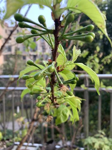 樱桃开花结果熟透啦