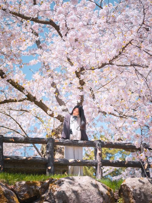 吉野山以外的「日本三大樱名所」之一,每年举行的「樱花祭」94规模