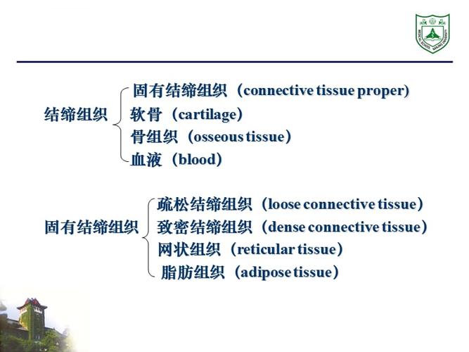 第三章 结缔组织