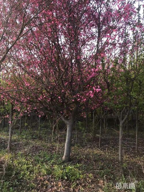 其他描述:基地直供小叶垂丝海棠5-15公分,质量如图所示,以质论价!