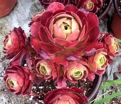 荷兰圆叶"玫瑰法师",冬天长不长?全靠"一点"决定