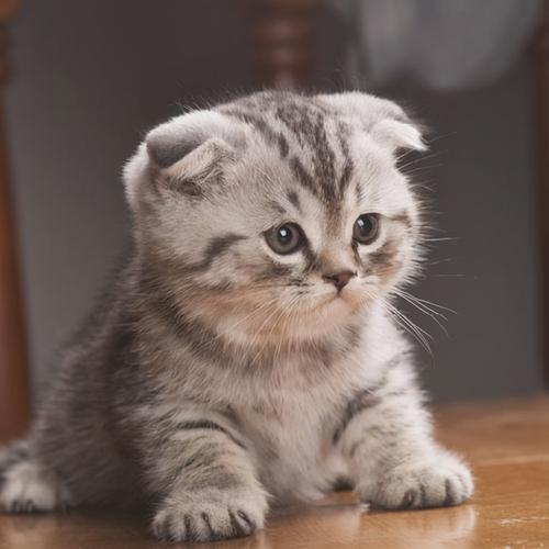 优点:长相可爱,掉毛较少,无异味,不乱叫 饲养常识:折耳猫的适应能力较