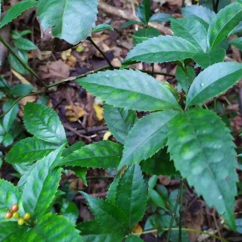 [草珊瑚批发]草珊瑚种苗,九节茶苗,肿节风苗,节骨茶苗