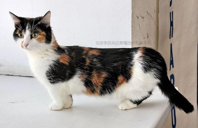 ﻿曼长与曼基康猫结合更容易生出矮脚猫