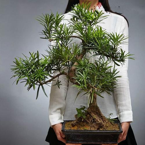 家里养一棵罗汉松典雅大气养得越久越值钱