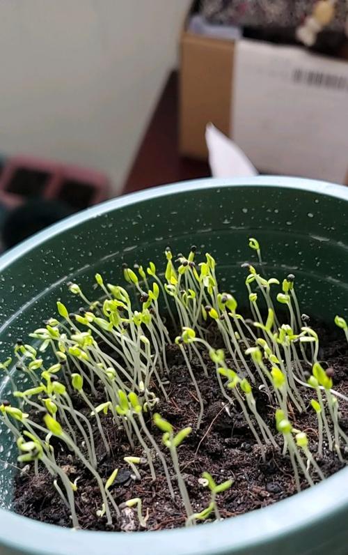 满天星播种不发芽,应该怎么种?一份播种教程,蹭蹭发小芽