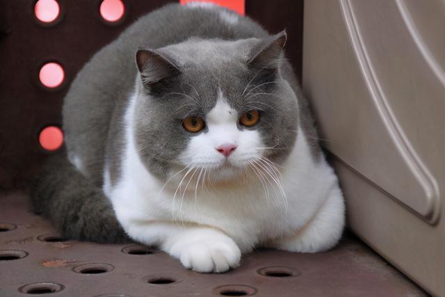 大部分人养的英短猫都是串的,纯种的有六个特点,你的猫纯吗?