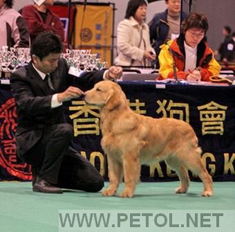 南征北战——岁末香港犬赛金毛比赛精彩图片
