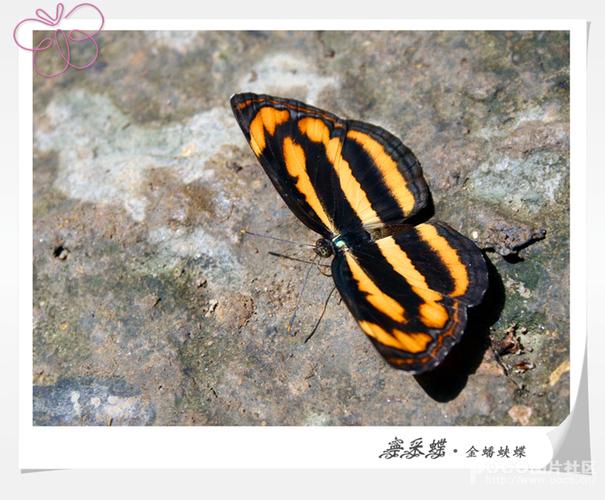 绿城蝶舞(三)