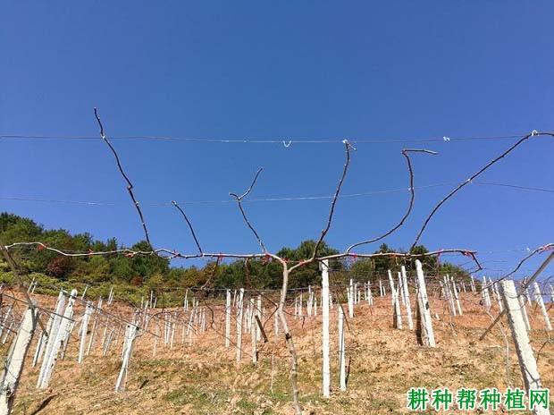 猕猴桃冬季修剪时应该在什么时间?