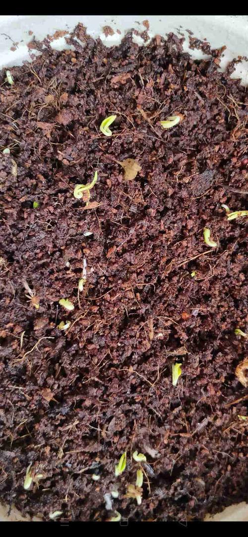 中梦四季播种波斯菊种子格桑花种子百日草太阳花种子组合花籽易活开花