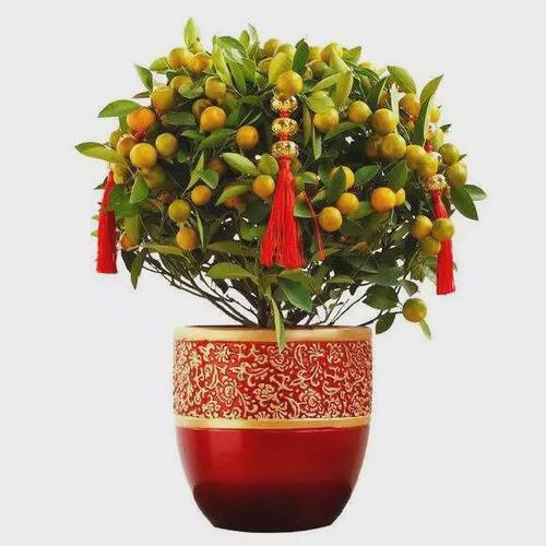 金桔怎么养才长得好 手把手教你养出漂亮的小金桔树盆栽