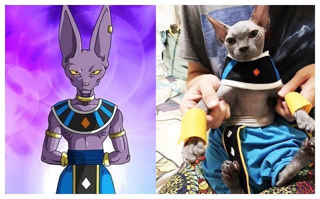 《龙珠超》中的破坏神比鲁斯的原型是一只加拿大无毛猫,实力卓绝,弹指