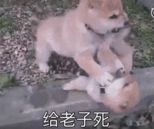 表情包 gif 给老子死