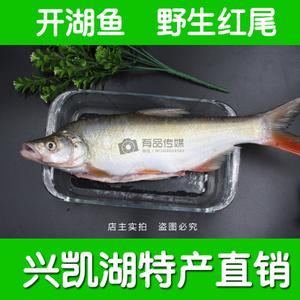 兴凯湖大白鱼