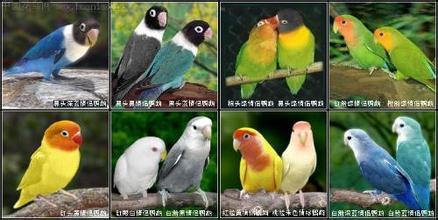 牡丹鹦鹉有好多品种呢!