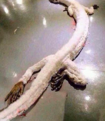 十二生肖除了龙其他都是真实存在的动物龙真的存在吗