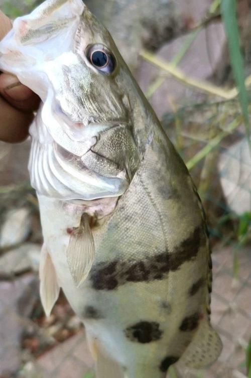 安徽钓友晒出鳜鱼王网友指定是买的野生的不可能这么大