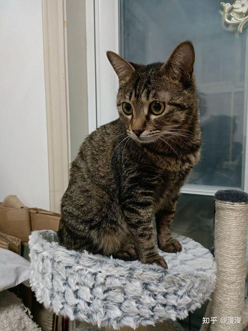 英短蓝猫和狸花猫配种会生出什么样的猫啊?求上图!