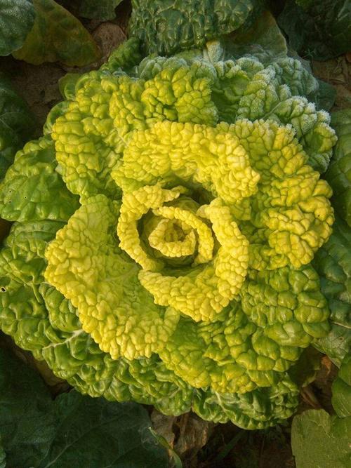 菊花心是什么菜