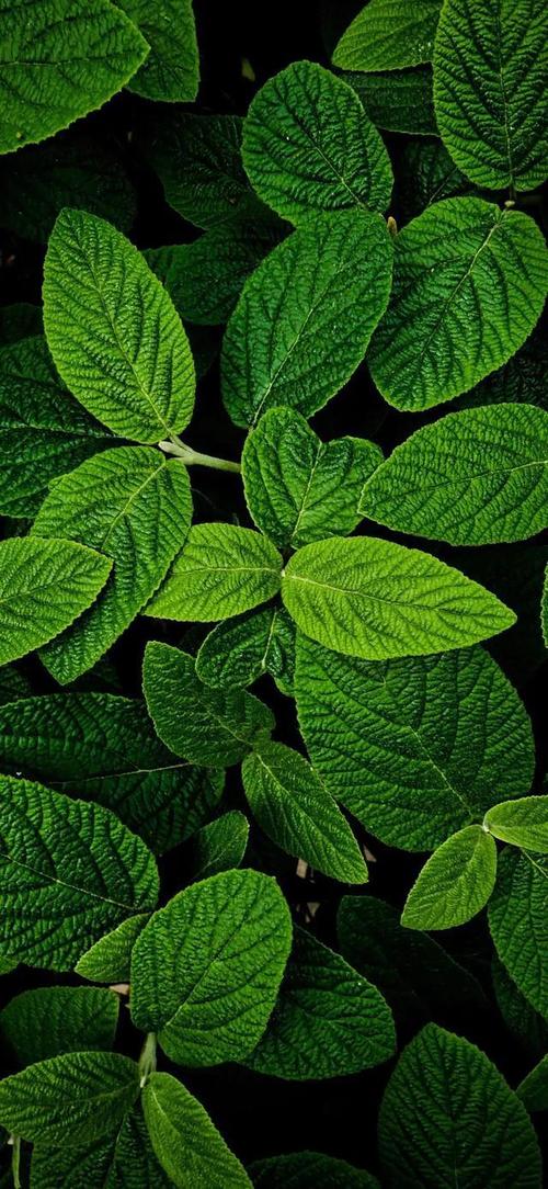 高清护眼壁纸种子小芽绿叶森林有你才有可能