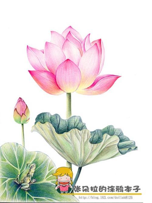 荷花彩铅简笔画