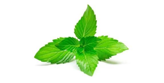 薄荷叶,紫苏叶,槐树叶.这些药食两用的"叶子"你吃过