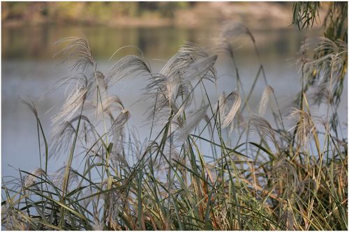 溯游从之, 宛在水中央. 蒹葭萋萋, 白露未晞(xi).