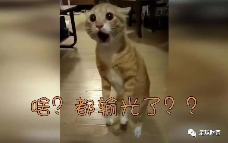 足球财富揭秘新赌狗和老赌狗的典型区别