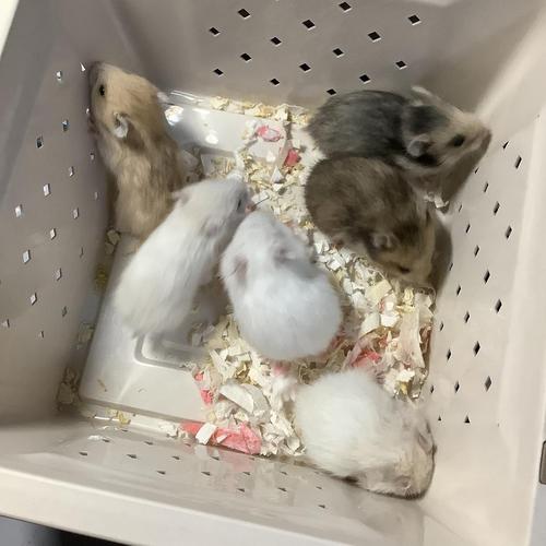 家养长毛金丝熊,价格便宜!