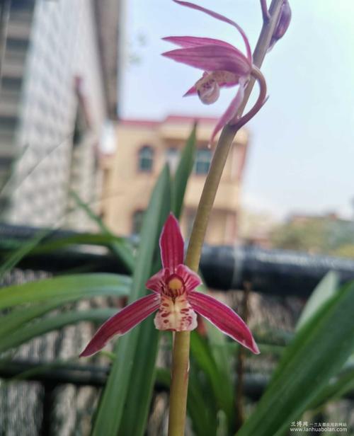 南国胭脂墨兰色花红花