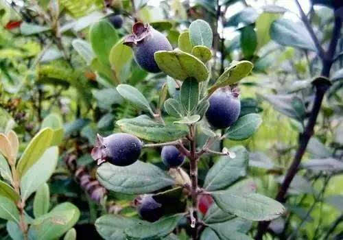 用蒸笼蒸煮捻子,把稔子蒸熟即可,蒸的时间不能过长;然后放在簸箕用