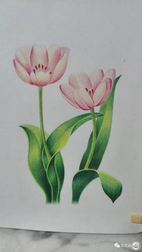 彩铅手绘人物 食物 动物大全