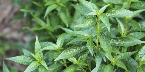 7 人 赞同了该文章 穿心莲 (andrographis paniculata) 是一种生长在