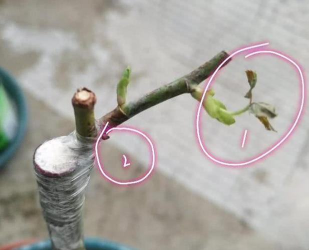 月季花如何嫁接与栽培?你知道吗?