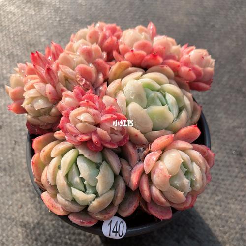 胭脂贝瑞多肉植物一物一拍_多肉植物_胭脂_家居家装
