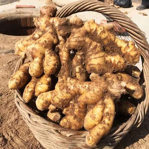 山东月子小黄鲜姜老姜姜老姜新鲜食用东大现发生姜