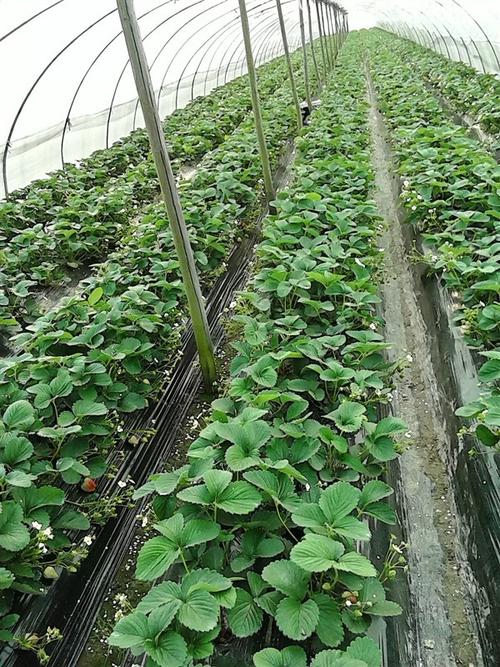 直销供应 脱毒草莓苗 山东甜宝草莓苗 丰香草莓苗 规格齐全
