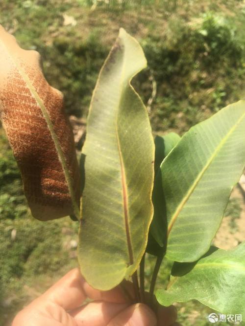 [石韦批发] 大量大叶石韦出售!有需要的联系价格16元