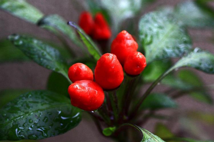 【簇生椒,五彩椒】茄科,辣椒属