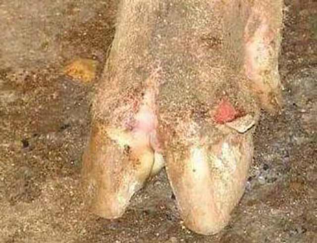 猪口蹄疫症状口蹄疫是什么病