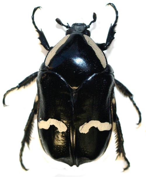 寄生在凤梨科植物的茎当中生长,是极少数幼虫以活植物为食的花金龟之