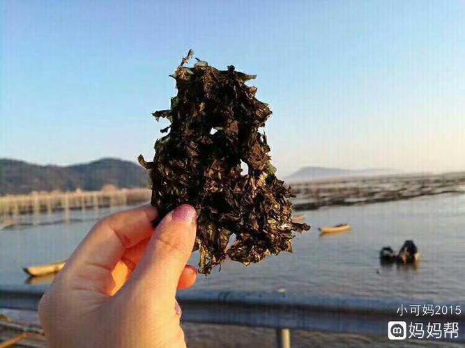 洞头紫菜