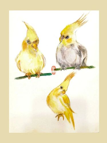 近期速写 水彩小画玄凤鹦鹉99_速写_鹦鹉_水彩画_玄凤_文化_绘画