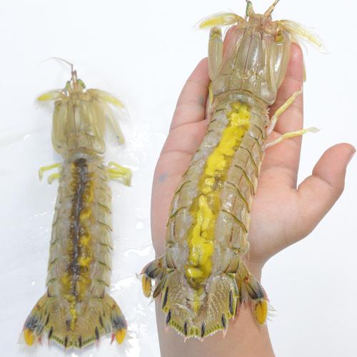 皮皮虾母
