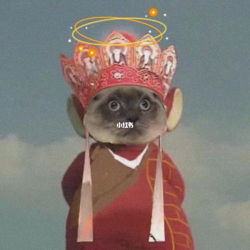哈哈哈哈哈哈唐僧小猫咪哦_猫咪_男朋友_博主_抖音_宠物_猫