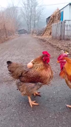 农村人真会玩,这是母鸡公鸡的爱情故事太搞笑了