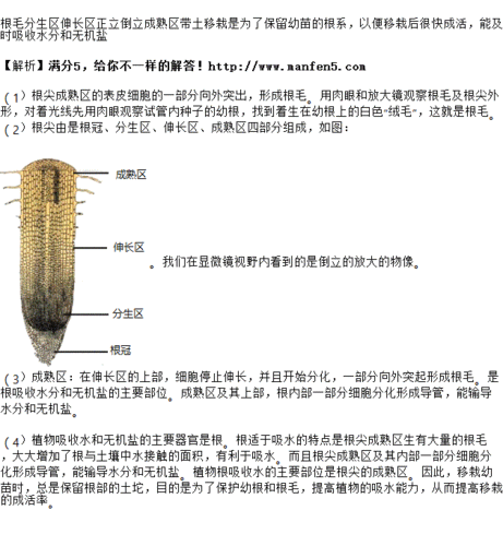 初中生物试题 在"观察植物根毛和根尖的结构"实验中,回答下列问题: (1