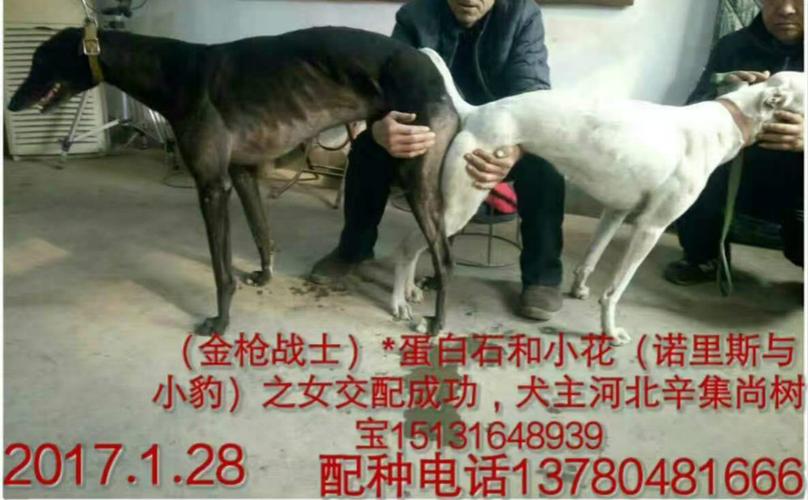 金枪战士 gold gun warrior 巴西亚贝尔 barcia bale 去掉野性衬衫裤